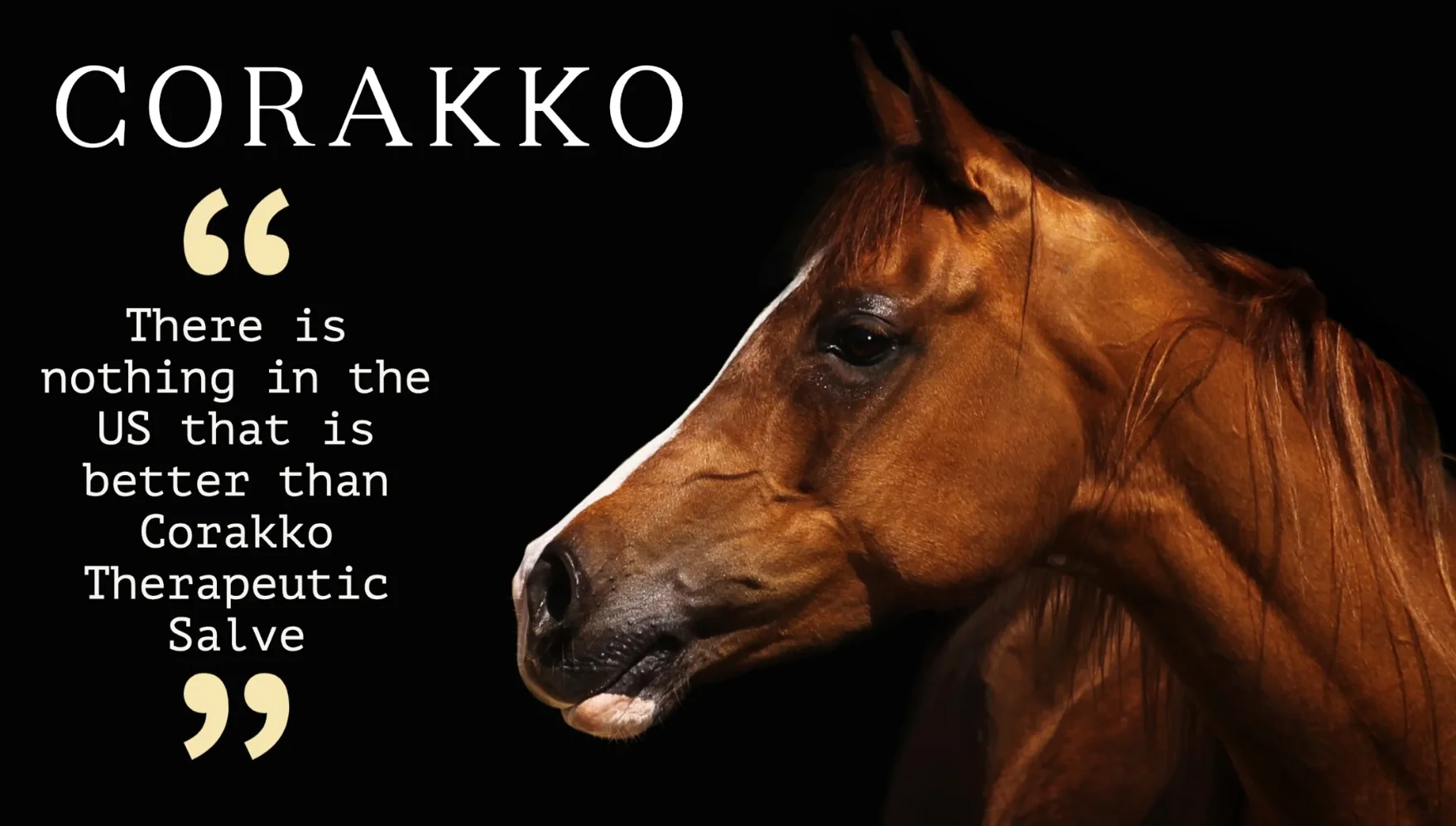 Corakko Equine & Canine Shampoo - Image 15